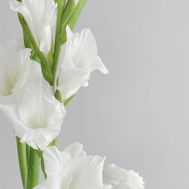 Amazon.co.jp: BQEEロングステム人工グラジオラスフラワー、2個セット